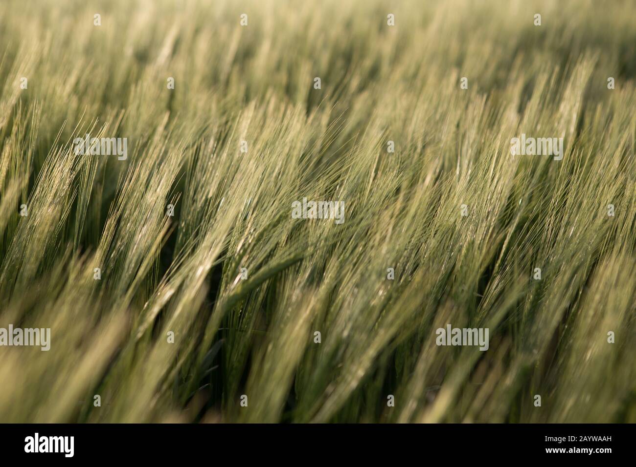 Wheat spikelets leaning in the breeze at sunset, St. Andrews, Fife, Scotland. Stock Photo