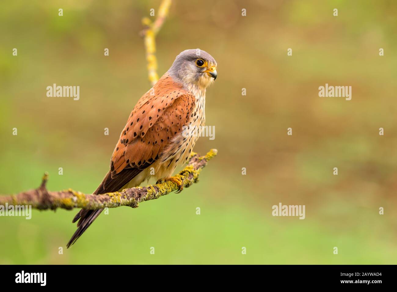 Eurasian Kestrel - Falco tinnunculus, beautiful bird of prey from European and Asian forest, Hortobagy, Hungary. Stock Photo