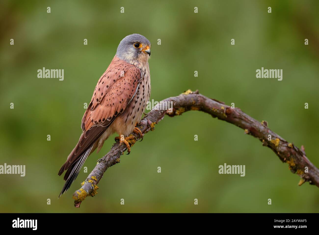 Eurasian Kestrel - Falco tinnunculus, beautiful bird of prey from European and Asian forest, Hortobagy, Hungary. Stock Photo