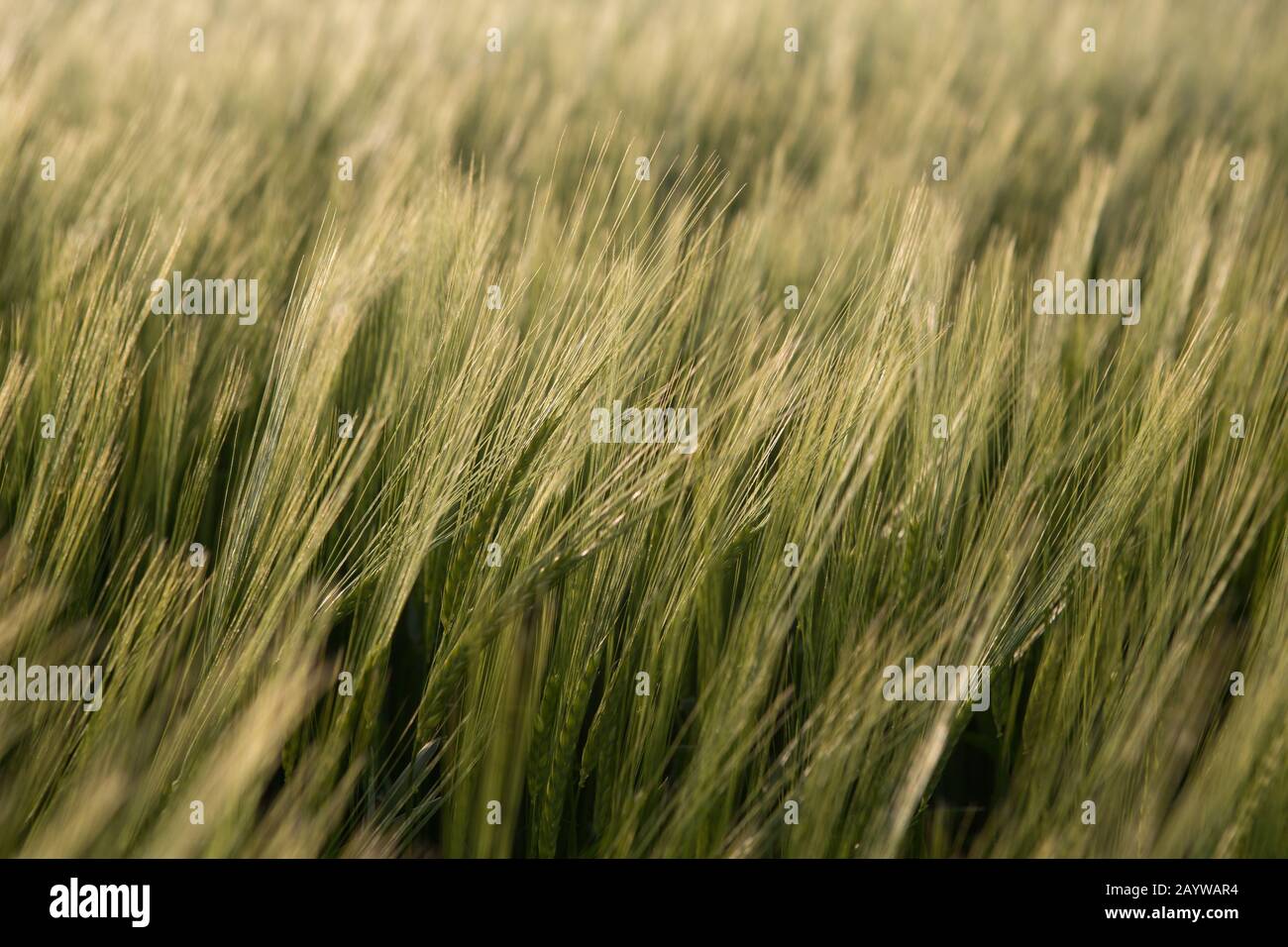 Wheat spikelets leaning in the breeze at sunset, St. Andrews, Fife, Scotland. Stock Photo