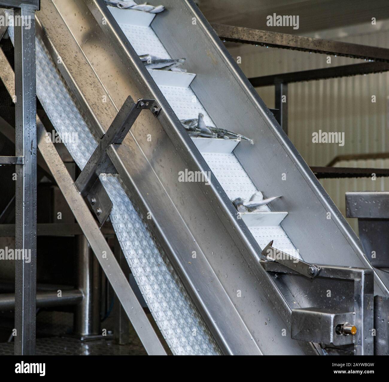 Industrial production of sea fish products from fresh sprat. Metal factory equipment. Seafood