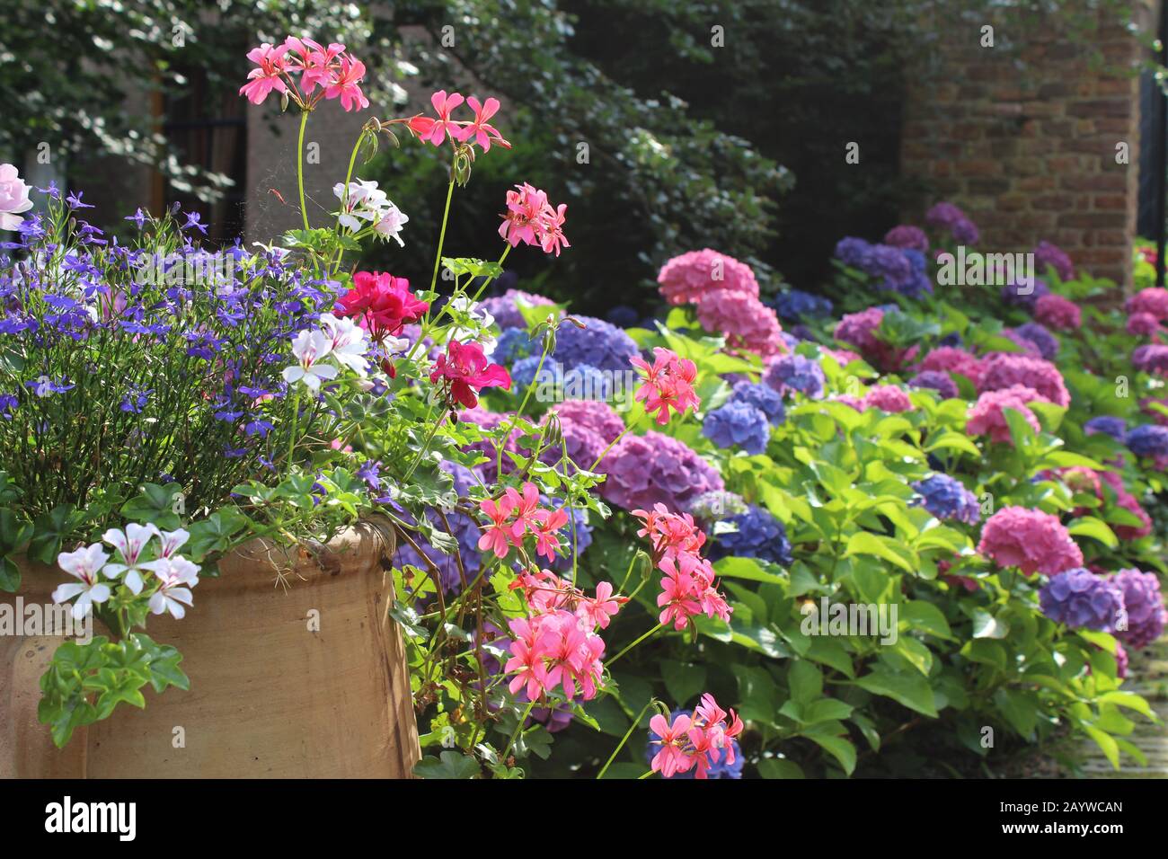 A beautiful pot full of summer bedding plants in full bloom, against a background of colorful hydrangeas. Summer garden in europe background, with cop Stock Photo