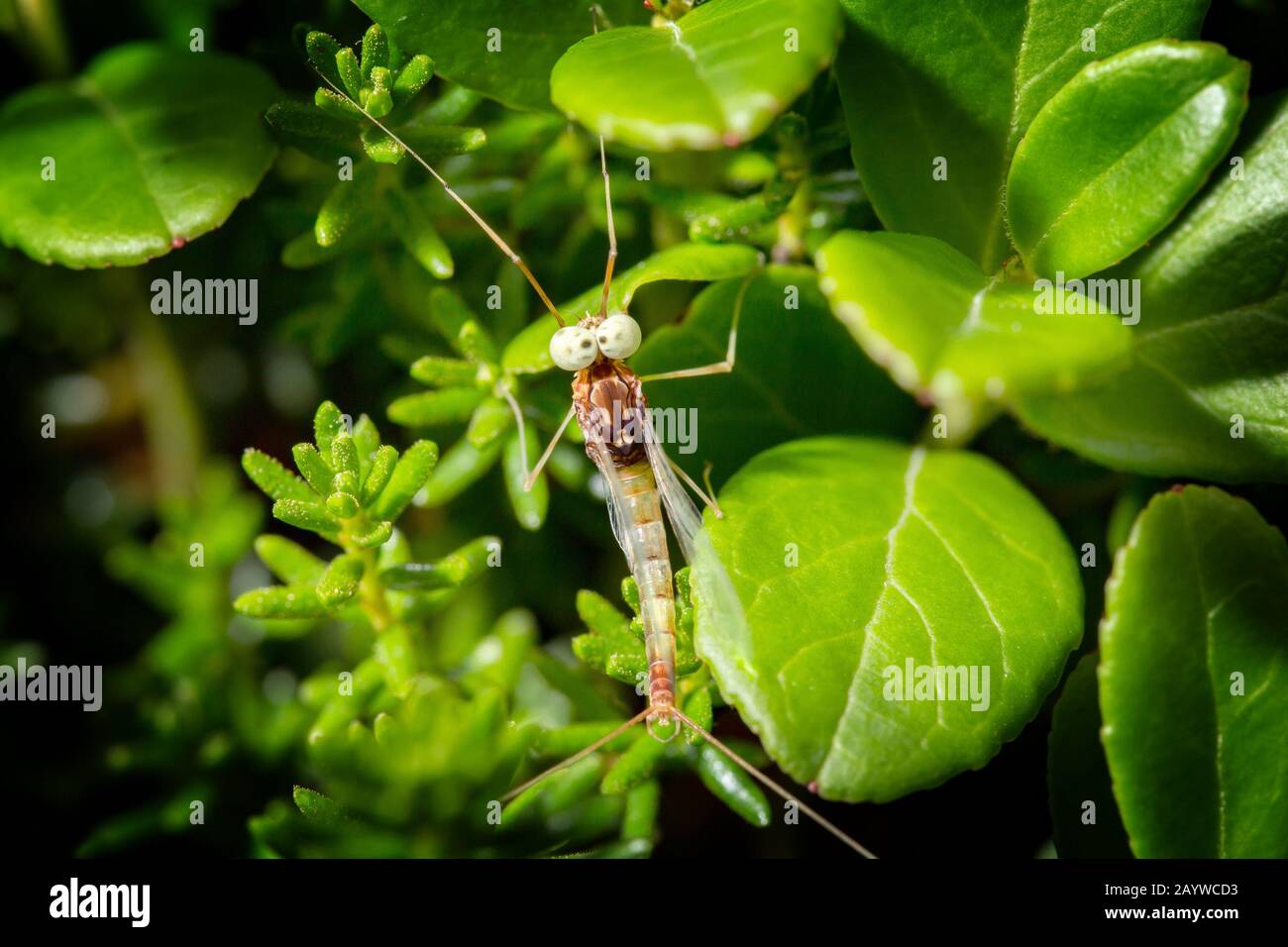 Large mayfly resting on the leaves of lingonberry. Macrophotography. Stock Photo