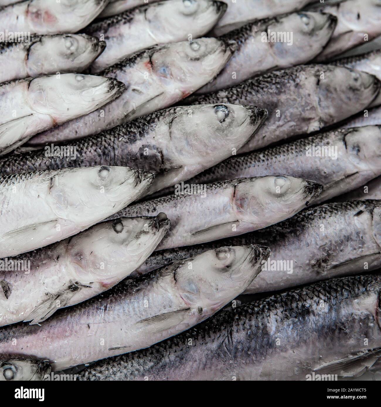 Close-up of folded frozen sprat. Fish market. Organic fish production. Stock Photo