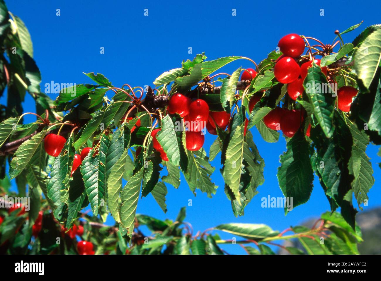Cherries tree in Provence, France Stock Photo Alamy