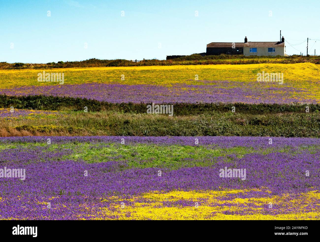 wild flowers at bosigran in pendeen, cornwall, england, britain Stock Photo