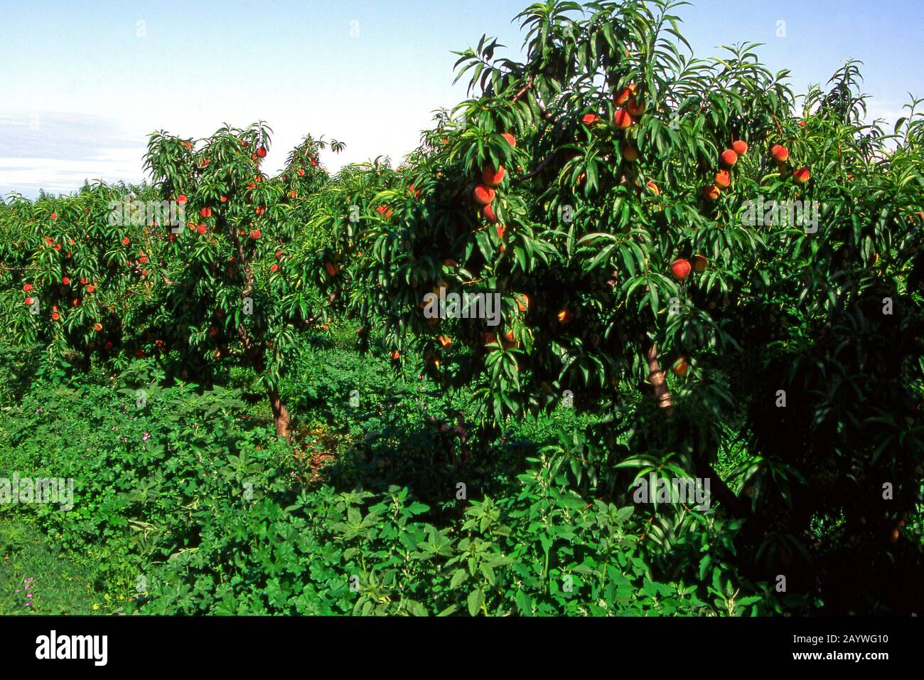 Nectarines in Provence, France Stock Photo Alamy