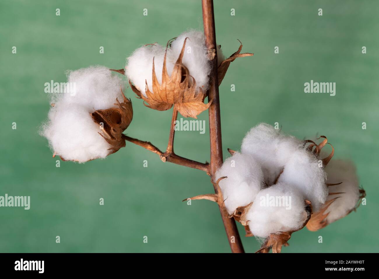Close Up of Stalks of a Cotton Plant Stock Photo Alamy