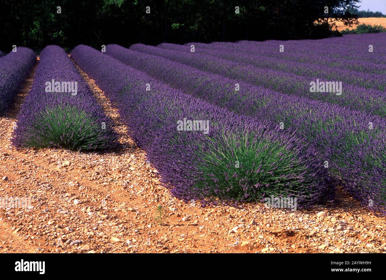 Field of lavender in Drome,  Auvergne-Rhône-Alpes, France Stock Photo