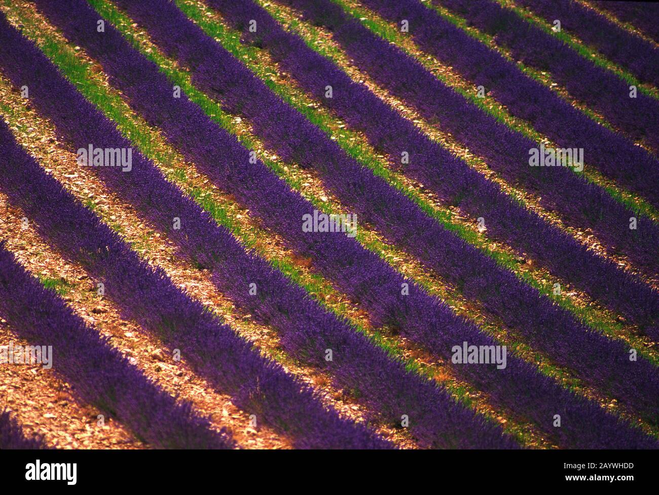 Lavender field, Plateau de Valensole, Alpes de Haute Provence, Provence-Alpes-Côte d'Azur, France Stock Photo