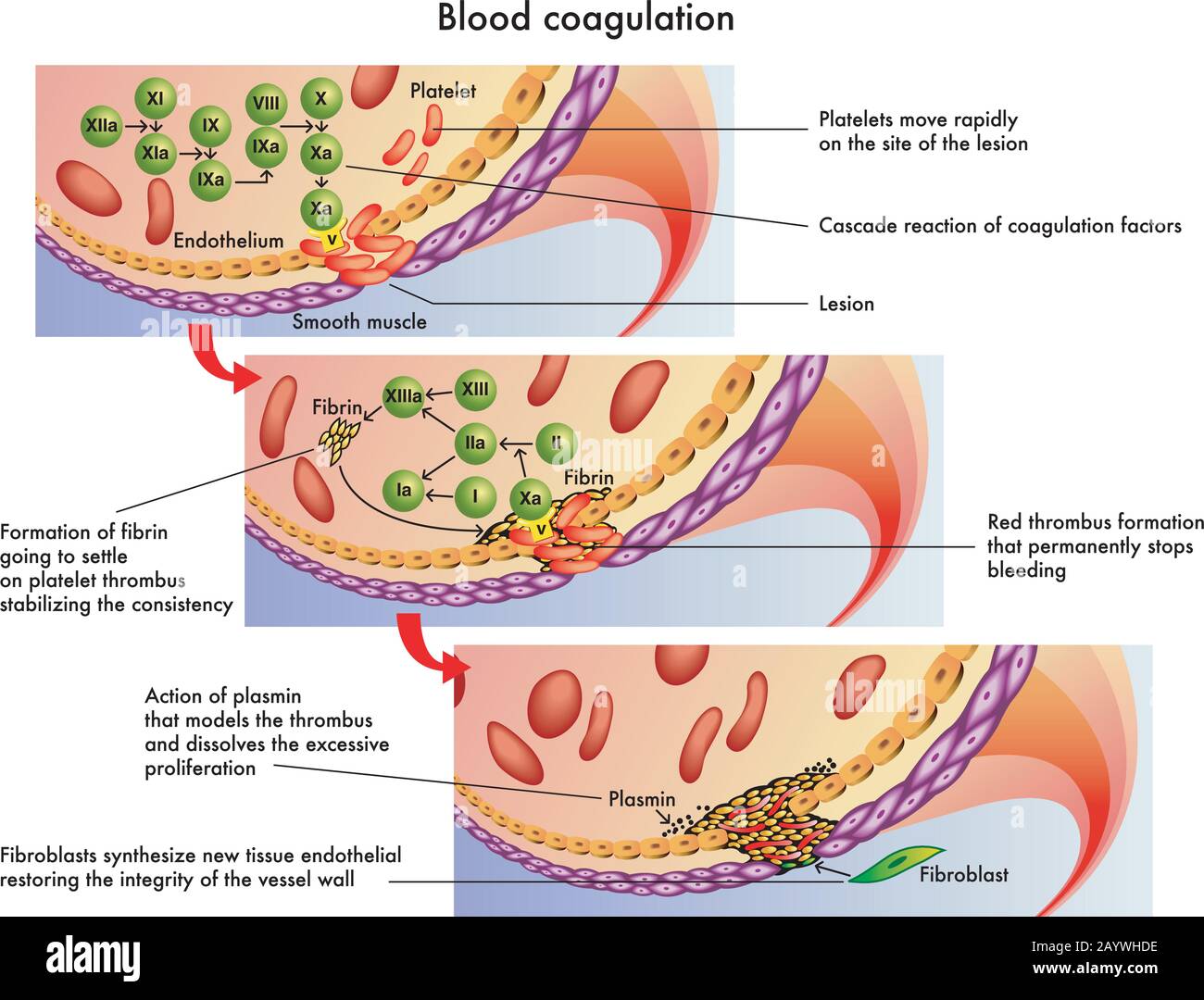 Medical illustration of the process of blood coagulation. Stock Vector