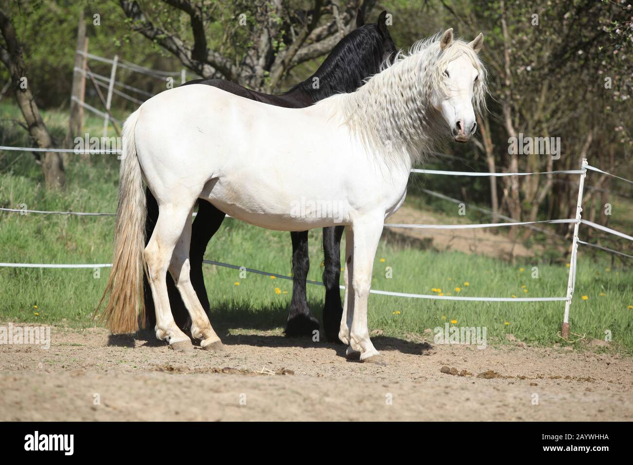 Amazing white andalusian mare in spring paddock Stock Photo - Alamy