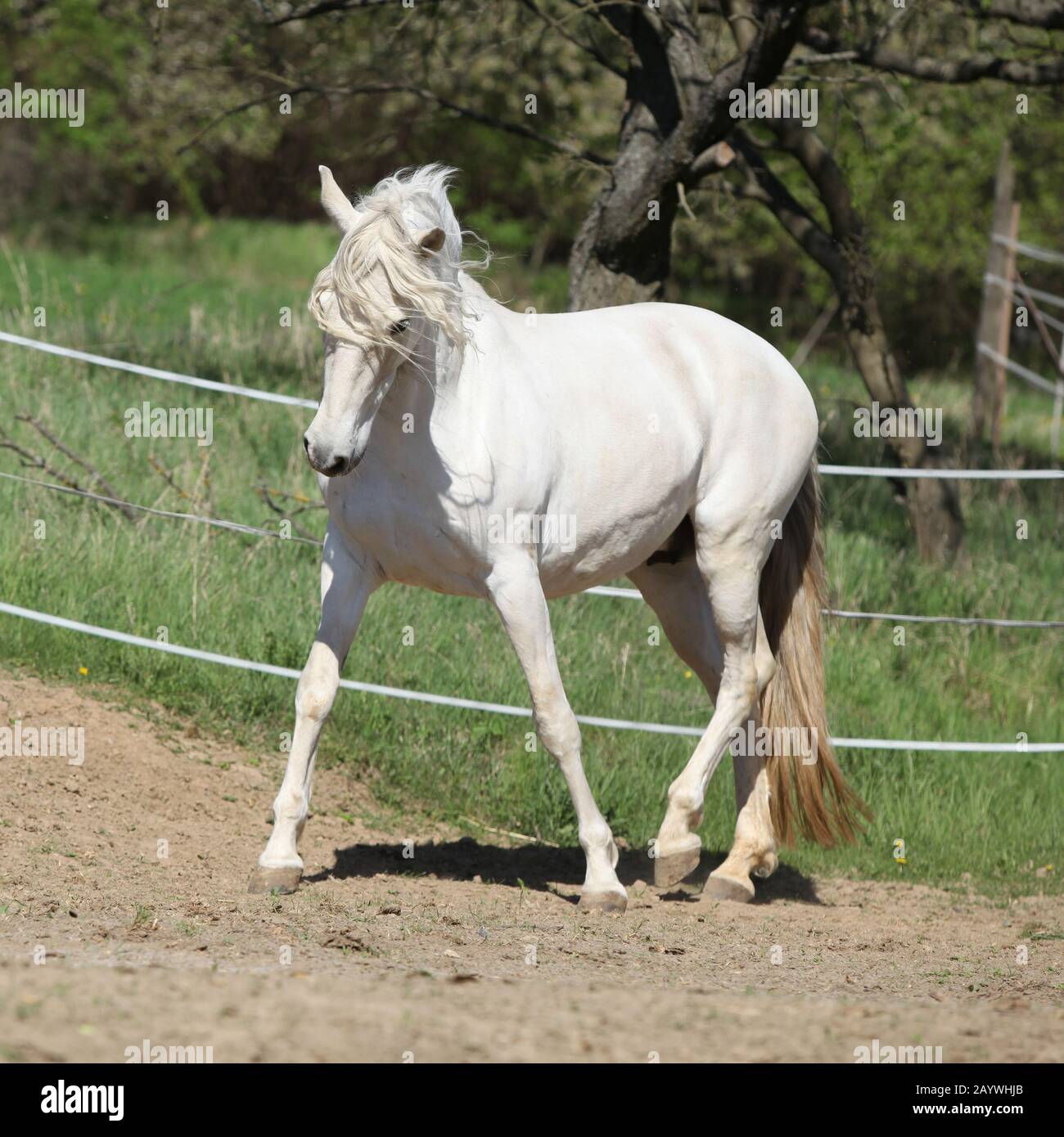 Amazing white andalusian mare in spring paddock Stock Photo - Alamy