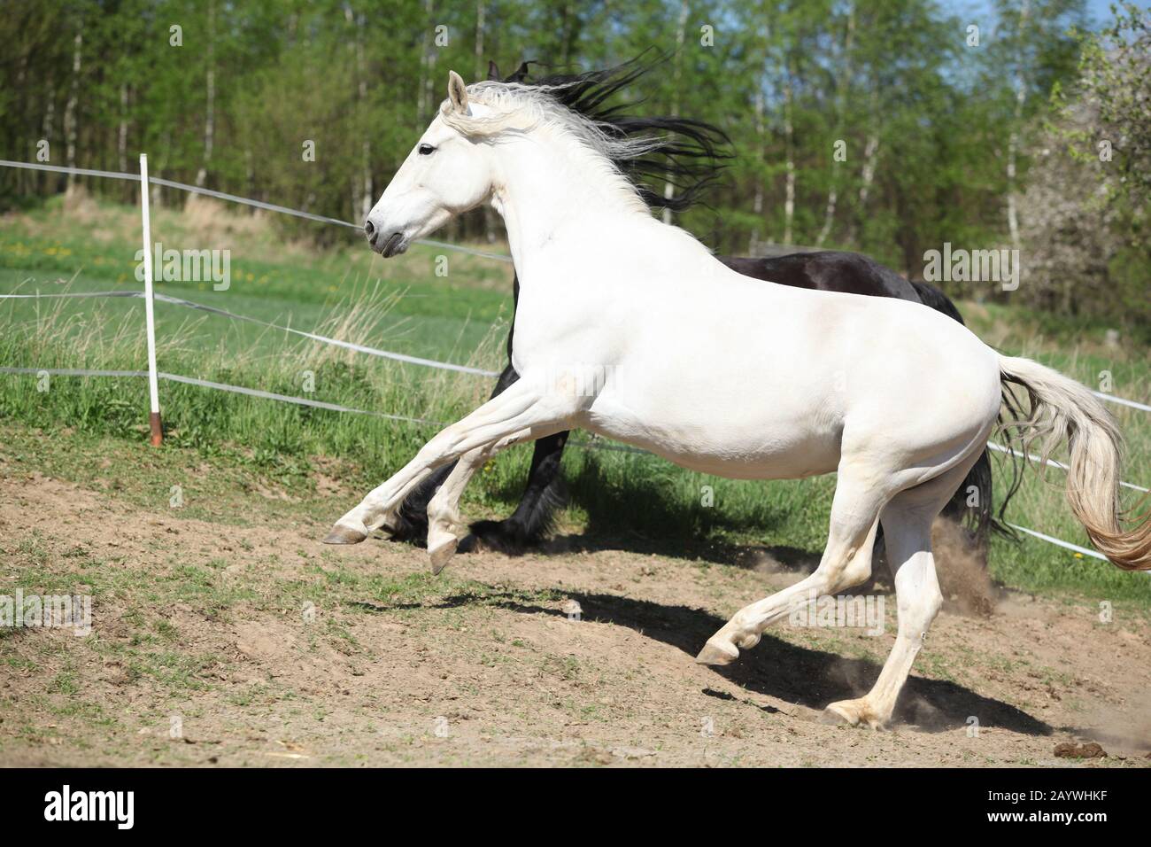 Amazing white andalusian mare in spring paddock Stock Photo - Alamy