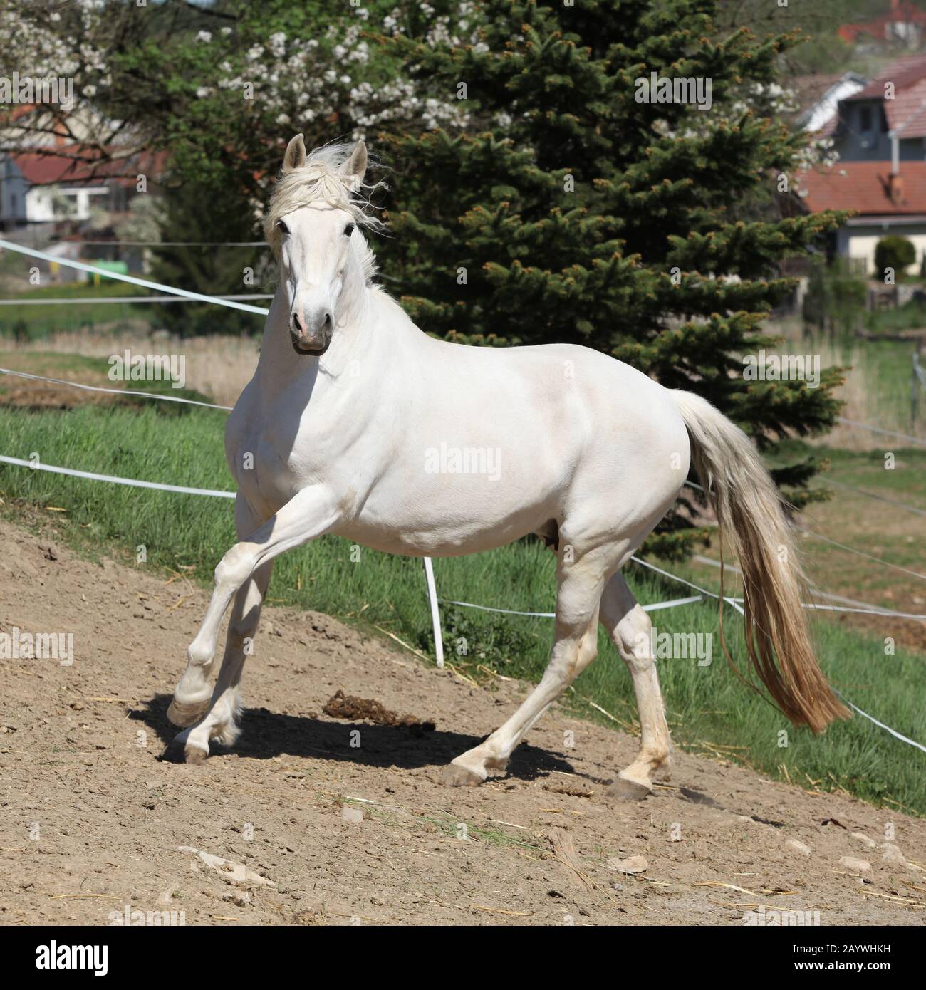 Amazing white andalusian mare in spring paddock Stock Photo - Alamy