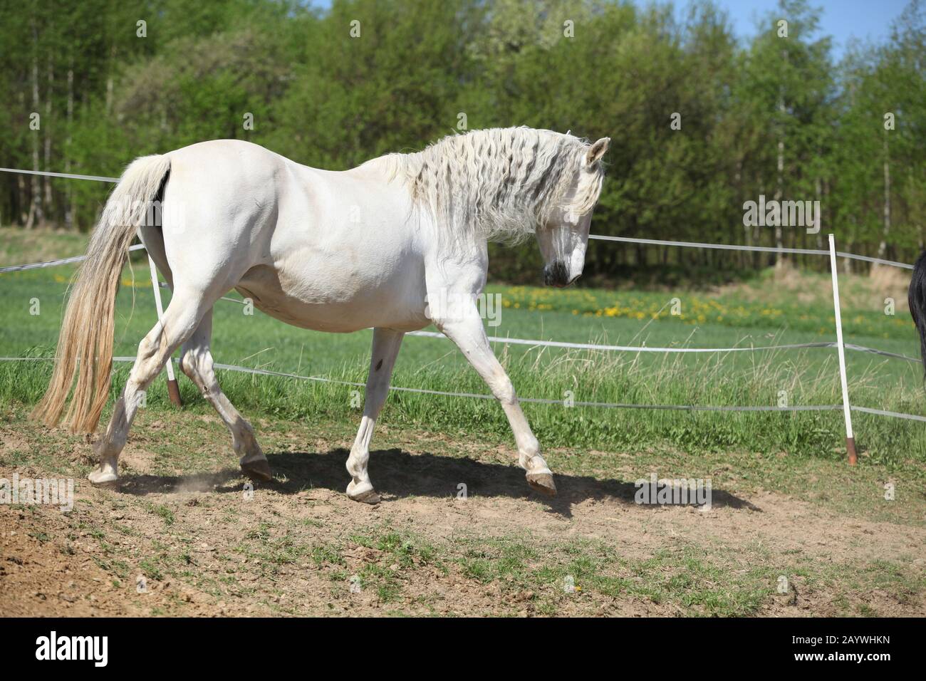 Amazing white andalusian mare in spring paddock Stock Photo - Alamy