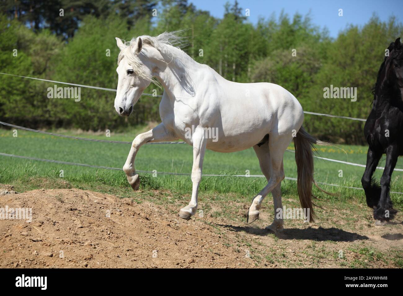 Amazing white andalusian mare in spring paddock Stock Photo - Alamy