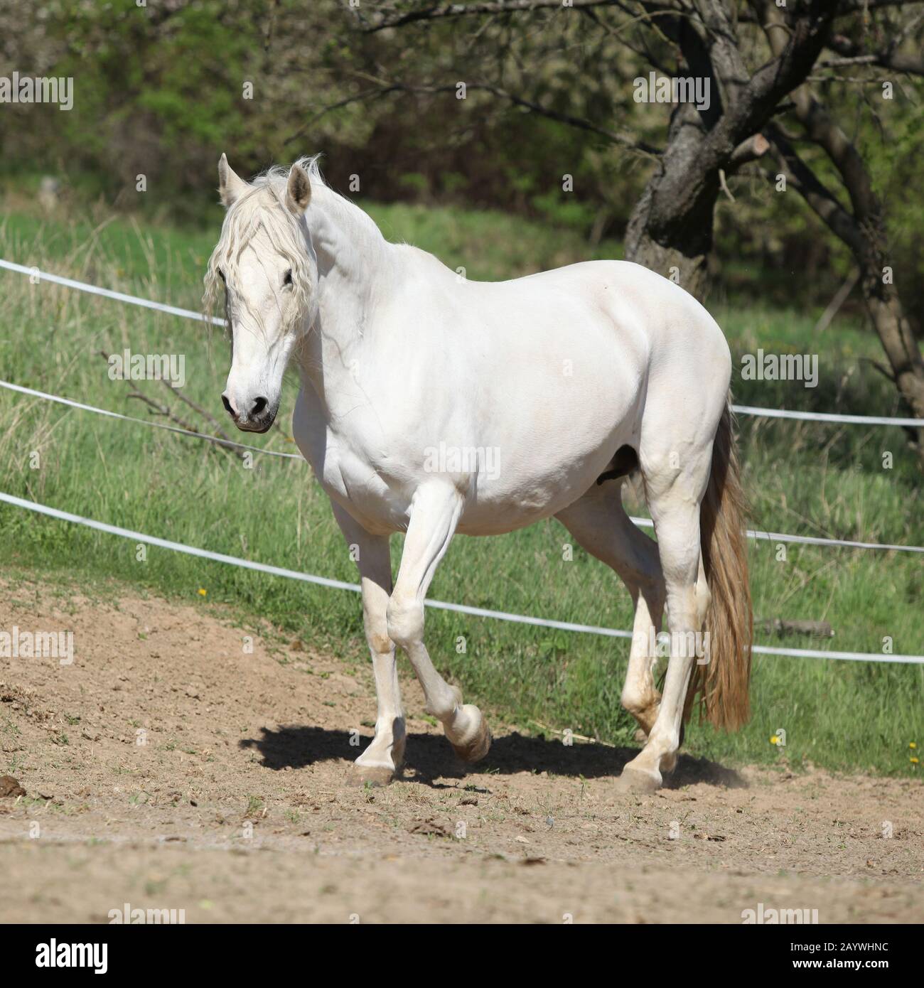 Amazing white andalusian mare in spring paddock Stock Photo - Alamy
