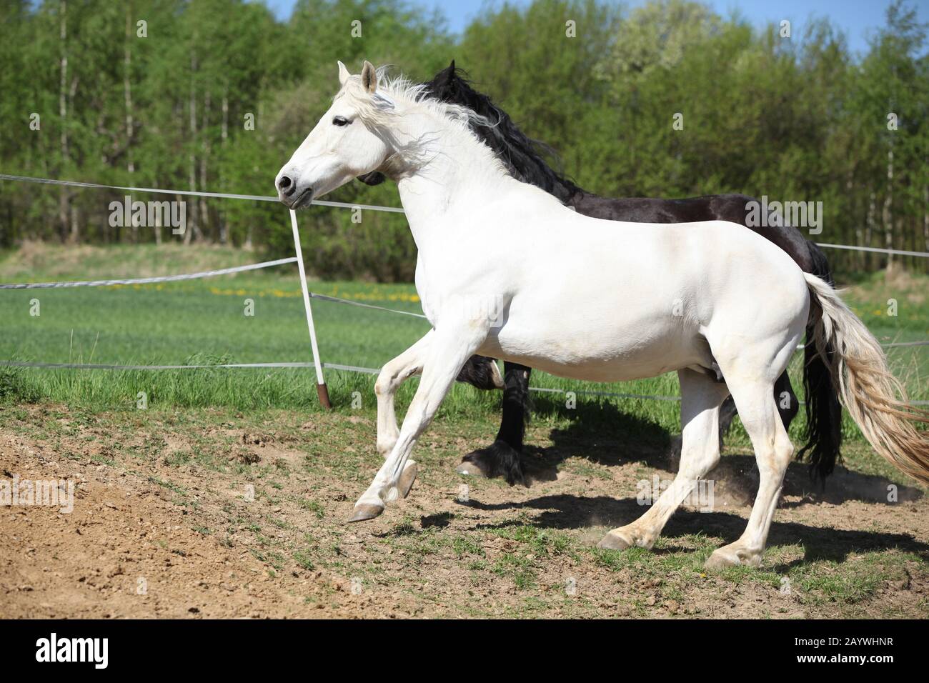 Amazing white andalusian mare in spring paddock Stock Photo - Alamy