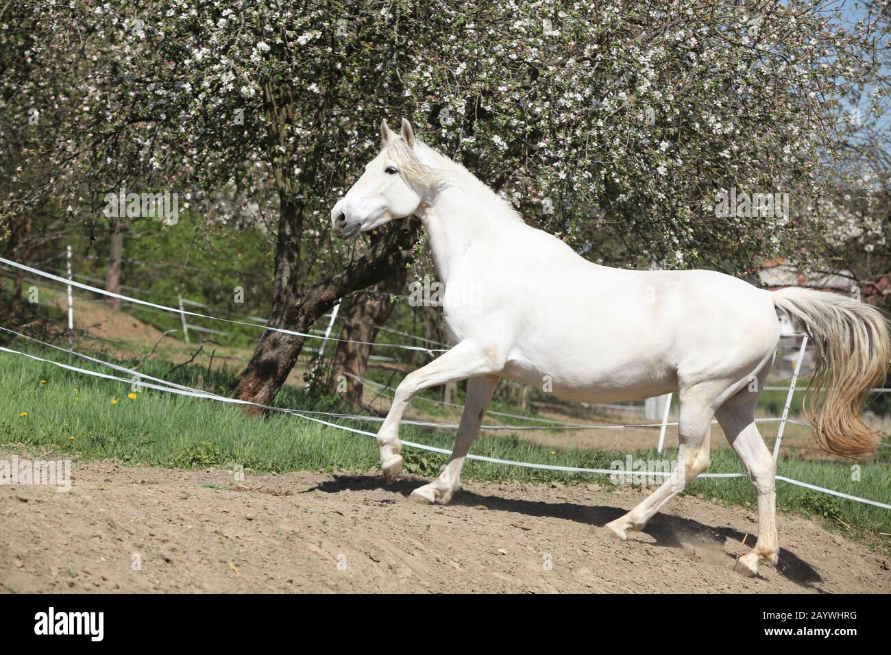 Amazing white andalusian mare in spring paddock Stock Photo - Alamy