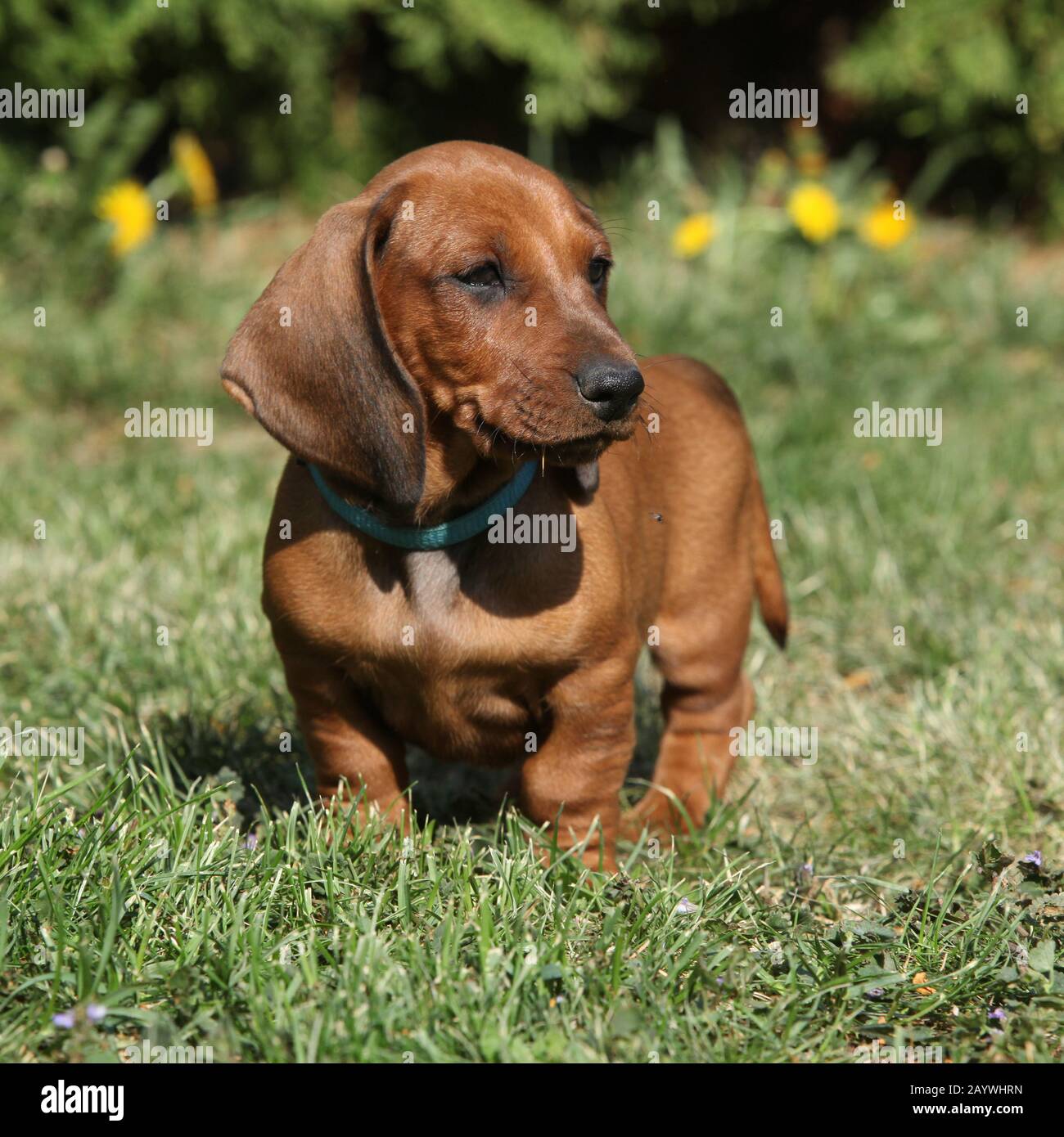 Dachshund puppy standing alone in the garden Stock Photo Alamy