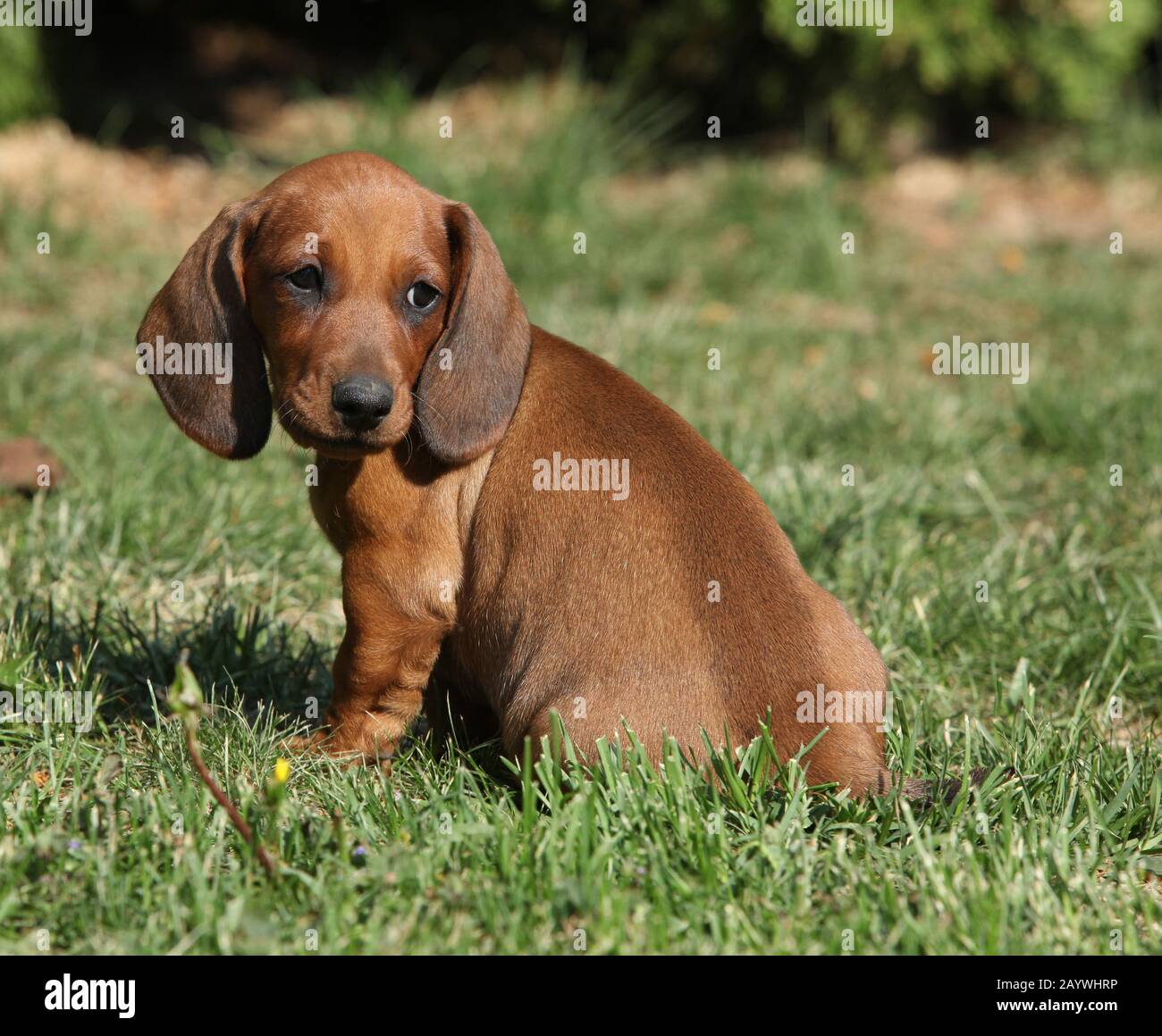 Adorable Dachshund puppy sitting in the garden alone Stock Photo Alamy