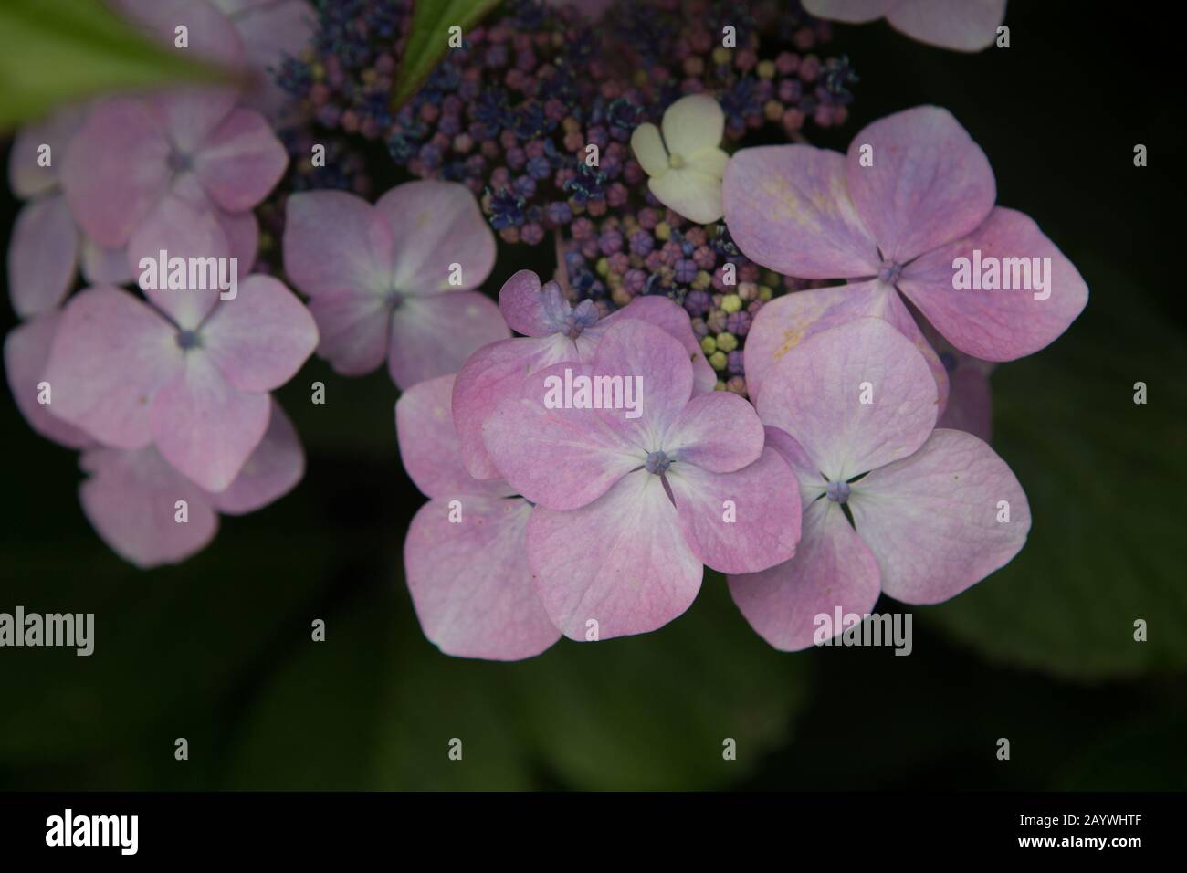 Close up of Hydrangea flowers in the walled garden of Balloch Castle Country Park, Loch Lomond, Scotland. Stock Photo