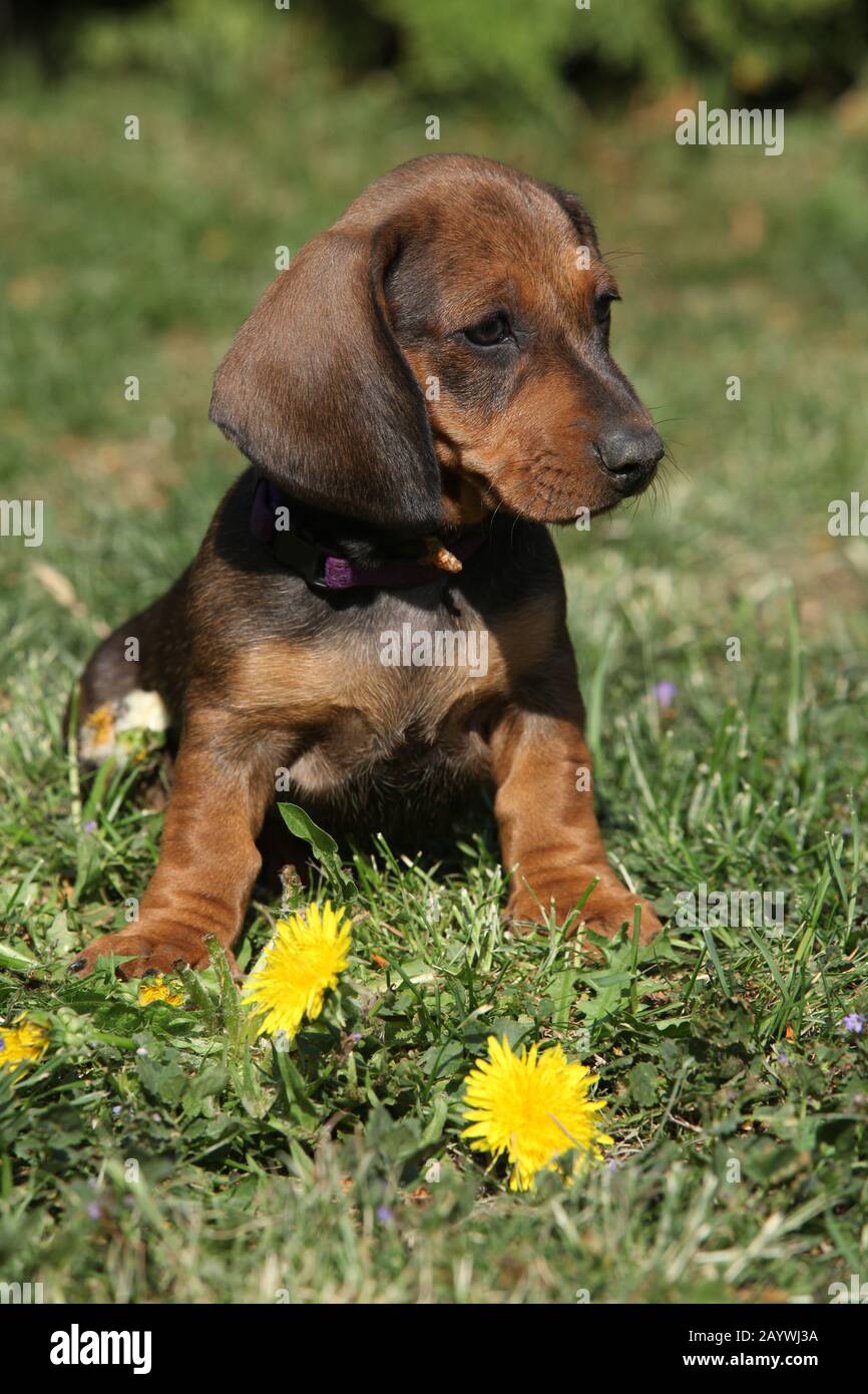 Adorable Dachshund puppy sitting in the garden alone Stock Photo Alamy