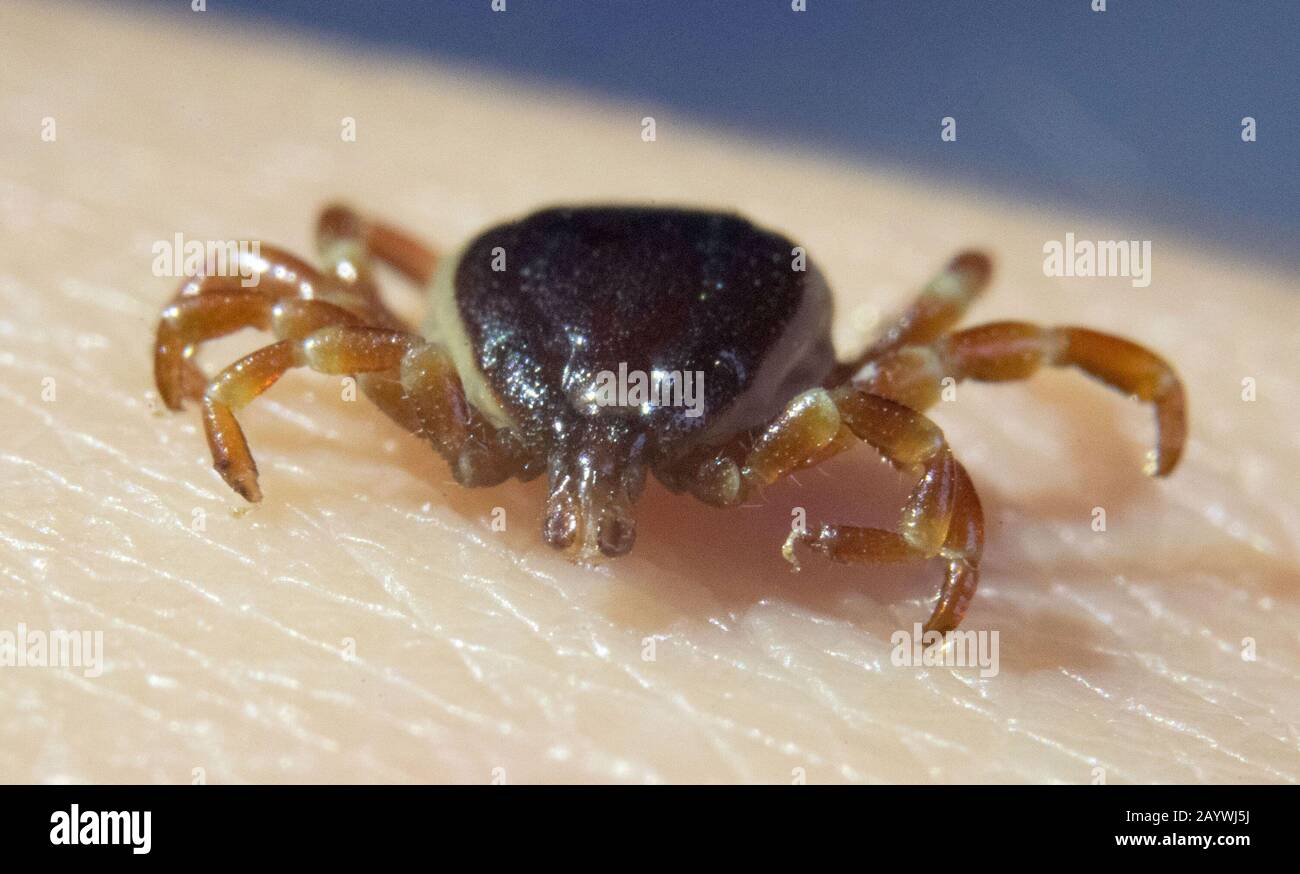 Stuttgart Hohenheim, Germany. 17th Feb, 2020. A dead tick Hyalomma marginatum is sitting on the hand of a PhD student in the Department of Parasitology at the University of Hohenheim. (zu dpa 'Fewer TBE cases after tick bites - sharp decline in the south') Credit: Marijan Murat/dpa/Alamy Live News Stock Photo