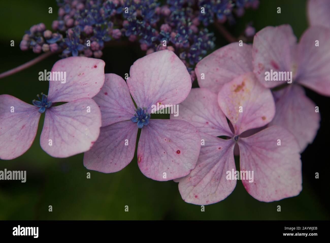 Close up of Hydrangea flowers in the walled garden of Balloch Castle Country Park, Loch Lomond, Scotland. Stock Photo