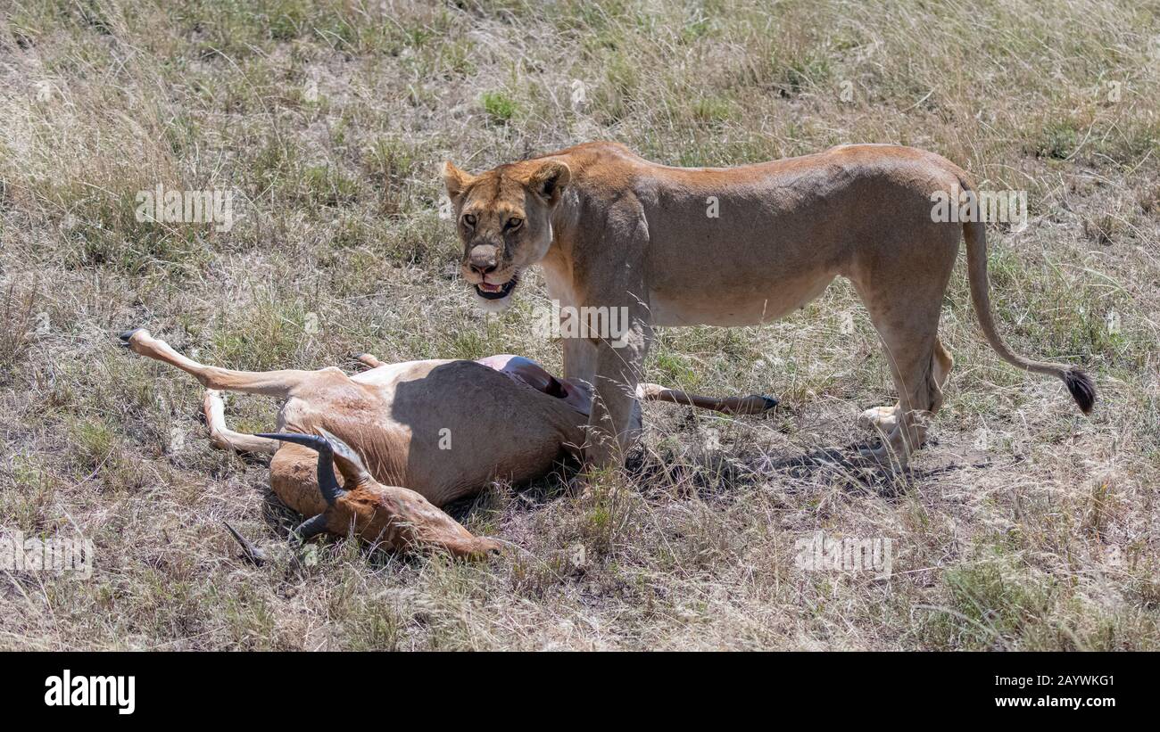 lions who killed an antelope and are eating it in the savannah in Tanzania Stock Photo