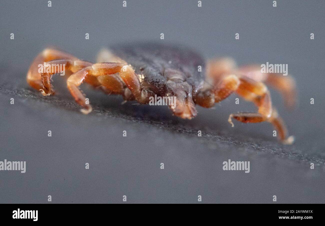 Stuttgart Hohenheim, Germany. 17th Feb, 2020. A dead Hyalomma marginatum lies on a black piece of cardboard in the parasitology department of the University of Hohenheim. (zu dpa 'Fewer TBE cases after tick bites - sharp decline in the south') Credit: Marijan Murat/dpa/Alamy Live News Stock Photo