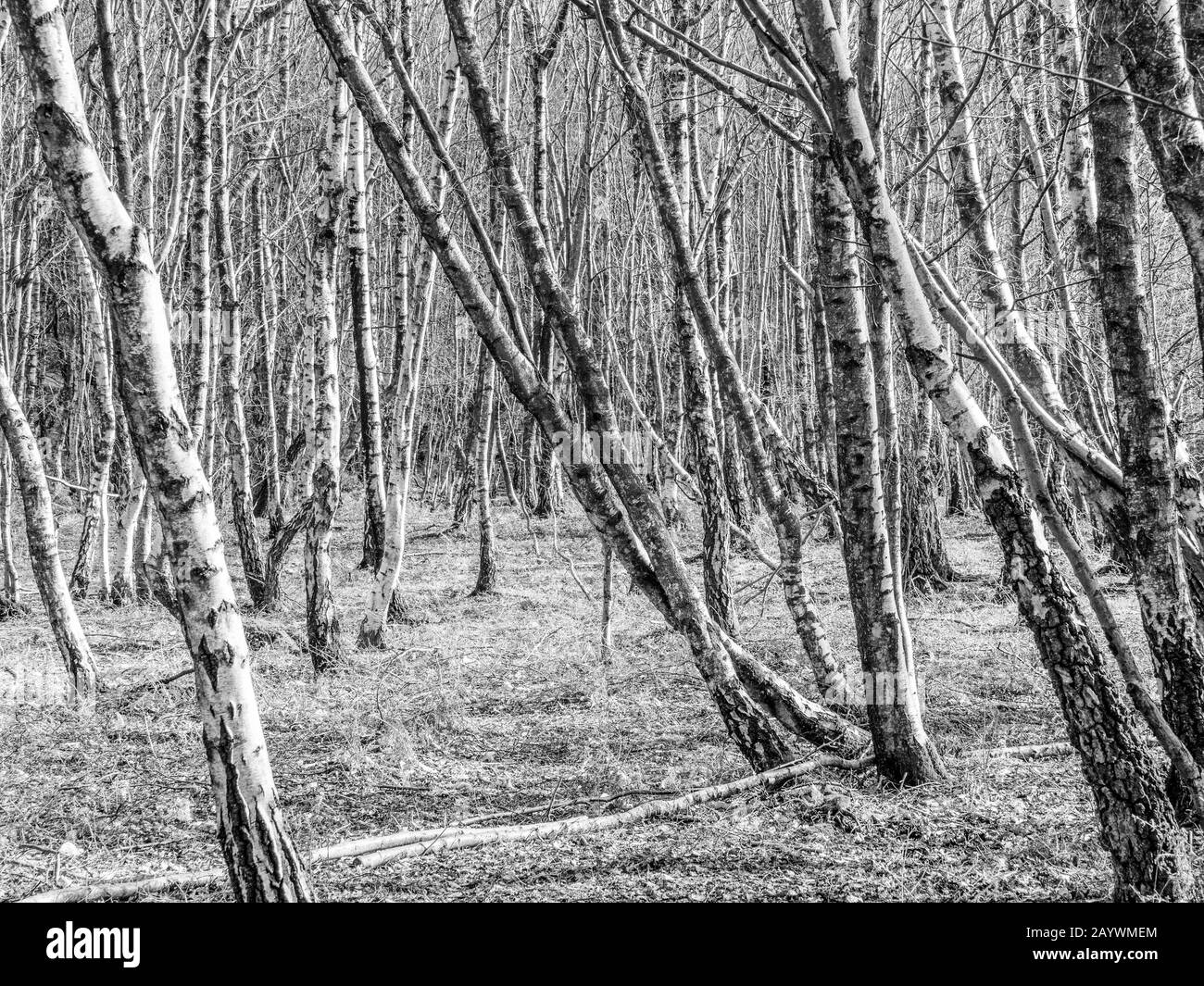 Woods in Black and White Stock Photo - Alamy