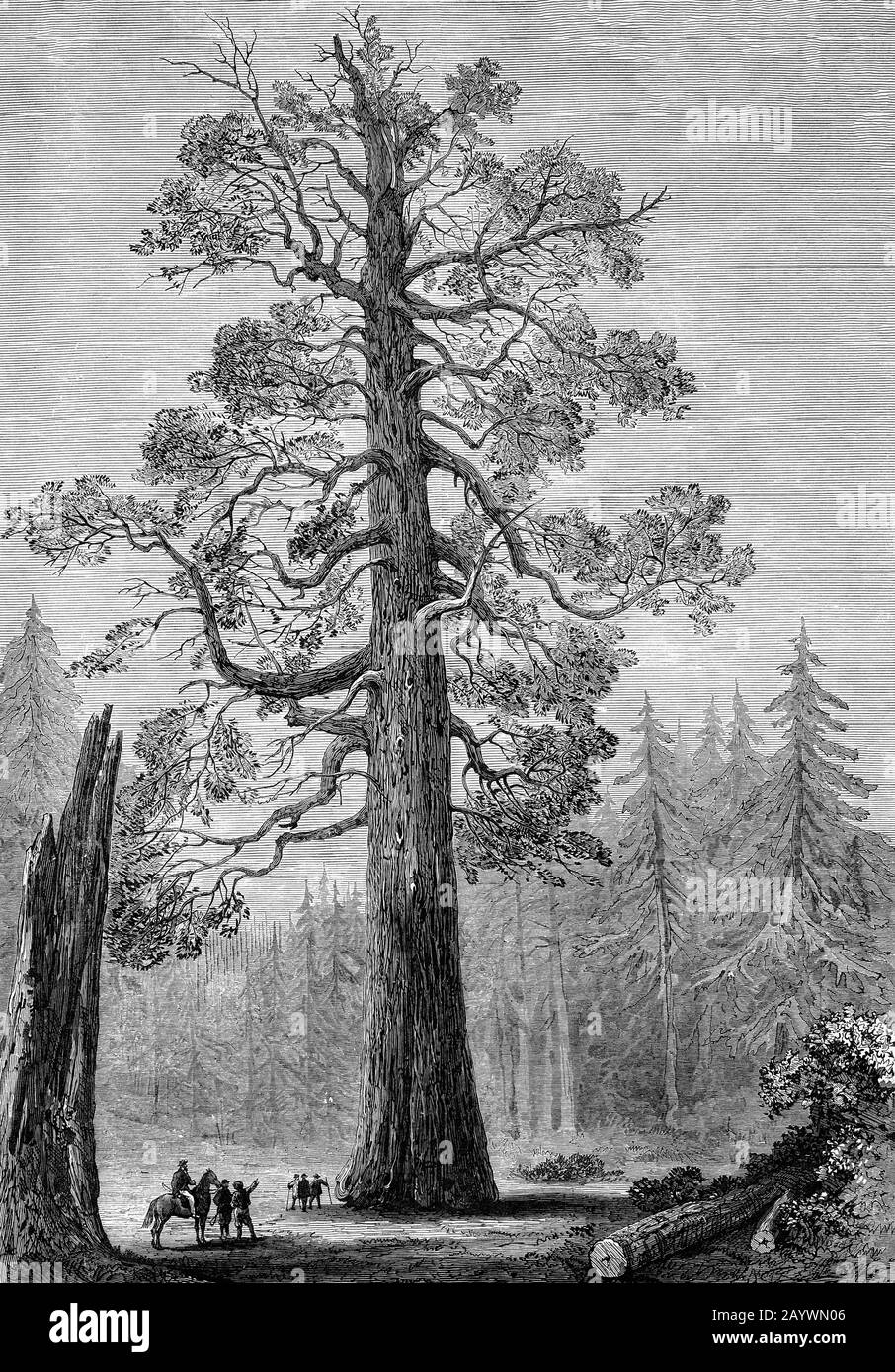The 'Grizzly Giant', a Wellingtonia or Sequoia Gigantea in the big tree groves of Mariposa, California. They are able to reach a height of 300 feet and circumferance up to 90 feet. Botanists estimate the trees to be more than a thousand years old. Stock Photo