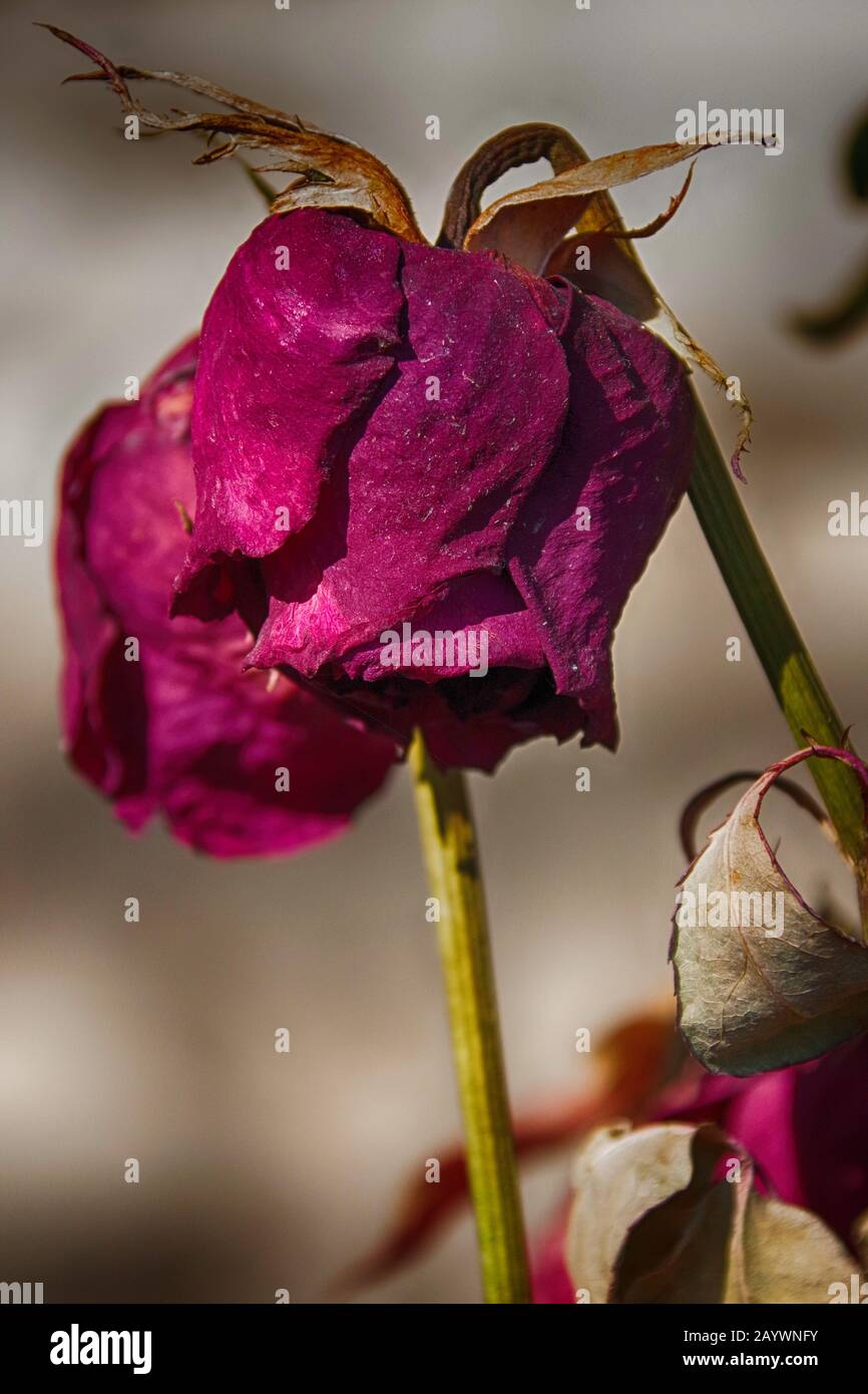 Close Up Of A Wilted Red Rose Stock Photo - Alamy