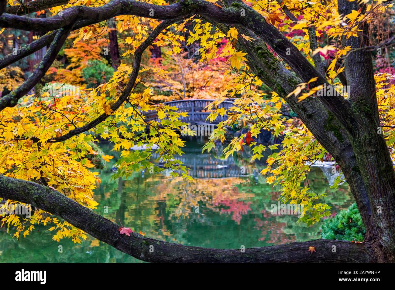 Looking Through Colorful Fall Leaves In The Nishinomiya Japanese
