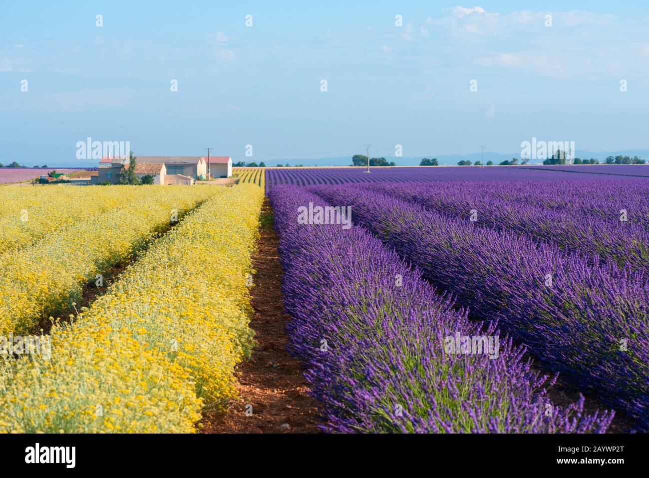 Lavender and Helichrysum italicum blooming field at Provence France Stock Photo