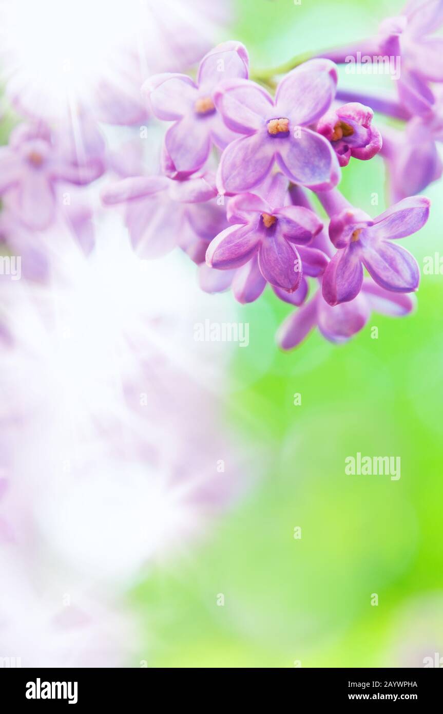 Close-up of purple lilac flowers. Selective focus and shallow depth of field. Stock Photo