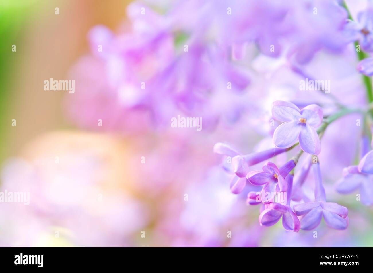 Close-up of purple lilac flowers. Selective focus and shallow depth of field. Stock Photo