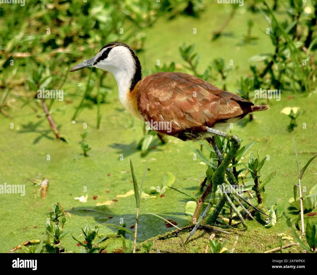 An African jacana wades in a green pond in the wetlands of Amboseli National Park, Kenya. (Actophilornis africanus) Close-up. Stock Photo
