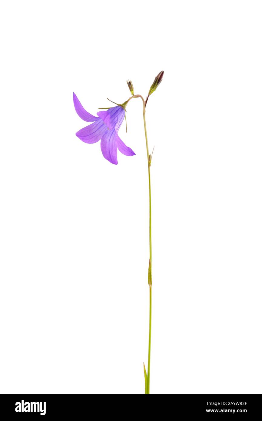 Bellflower (Campanula patula) isolated on white background. Stock Photo
