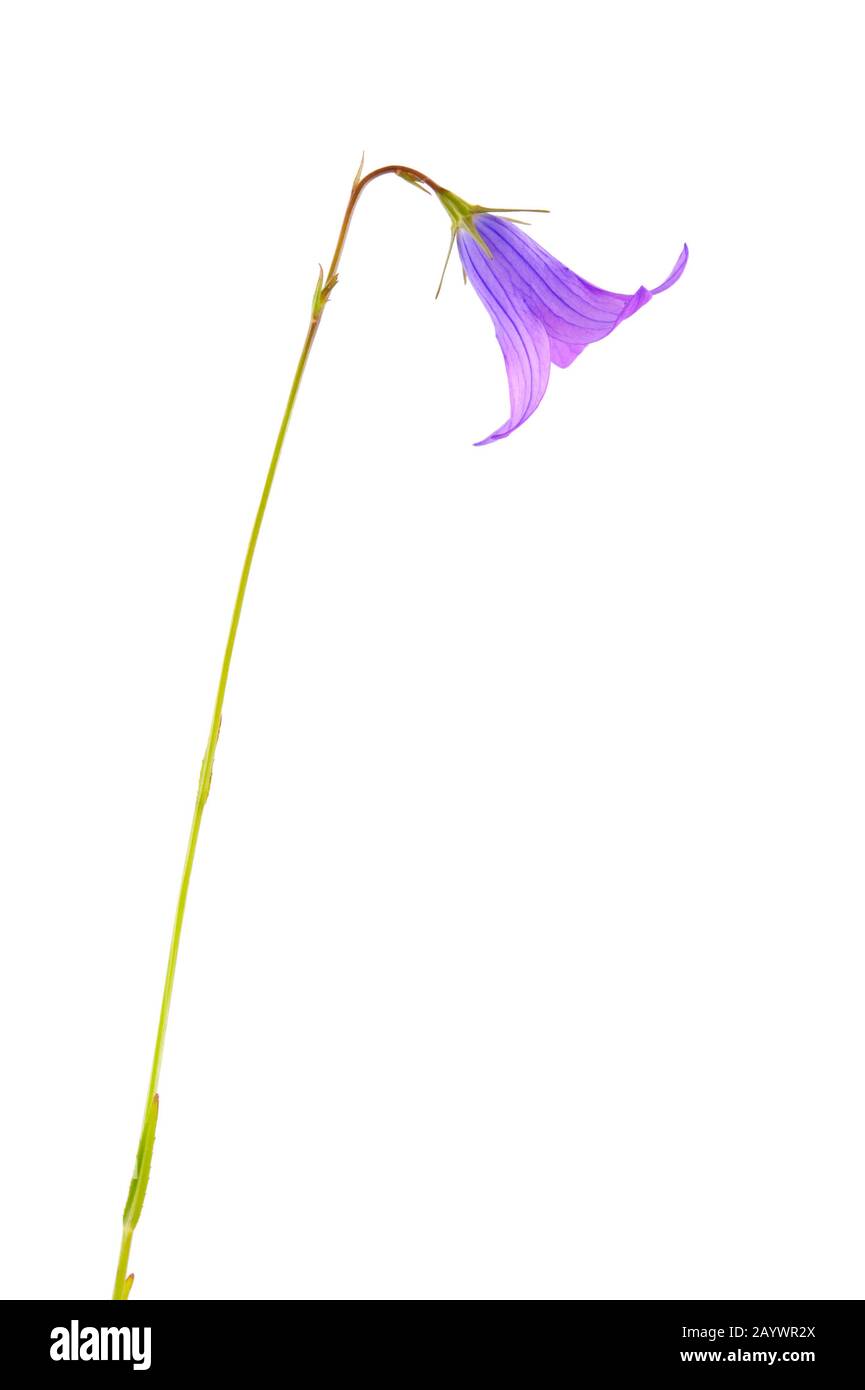 Bellflower (Campanula patula) isolated on white background. Stock Photo