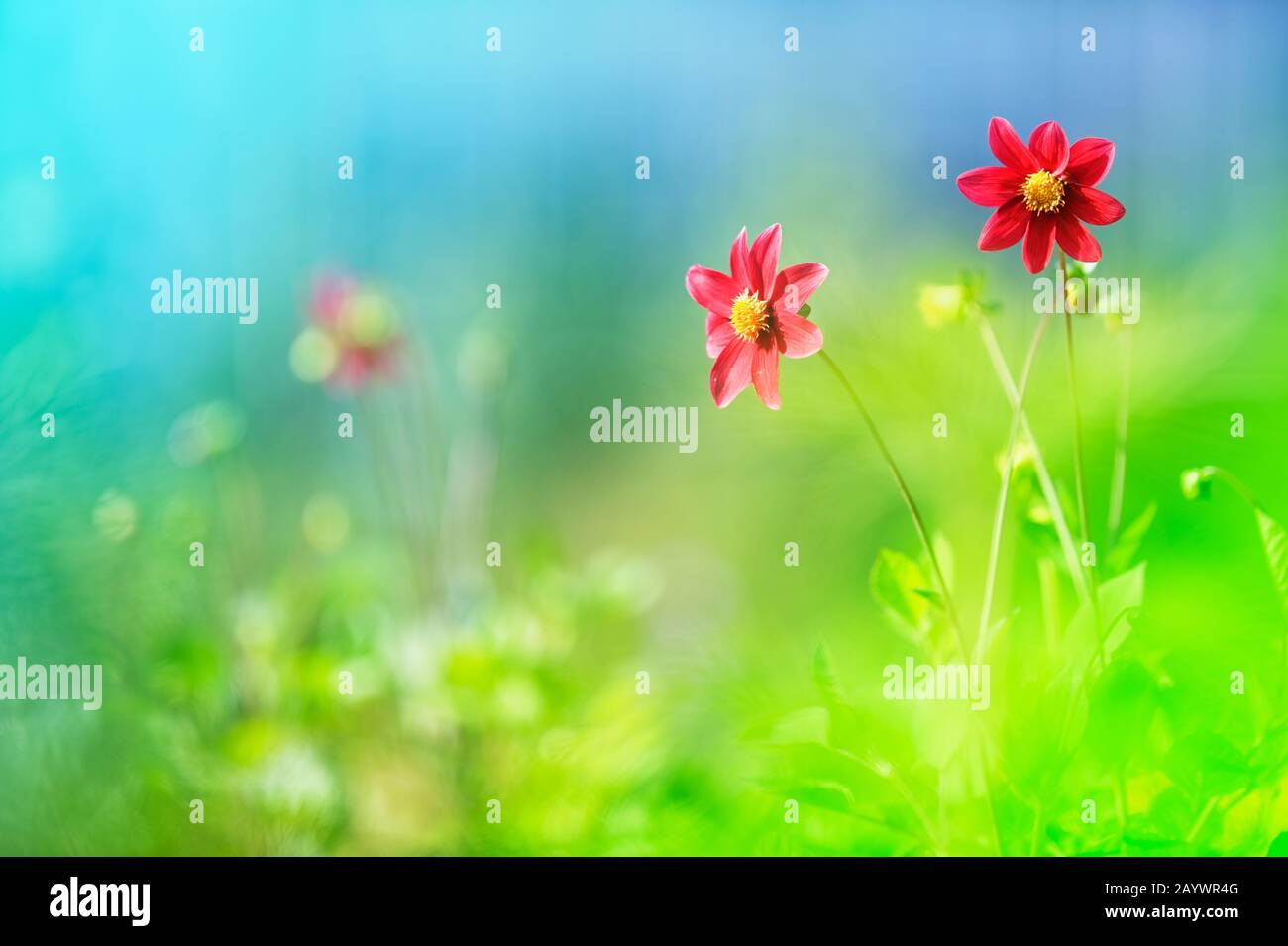 Dahlias in flower bed. Soft focus image shallow depth of field. Stock Photo