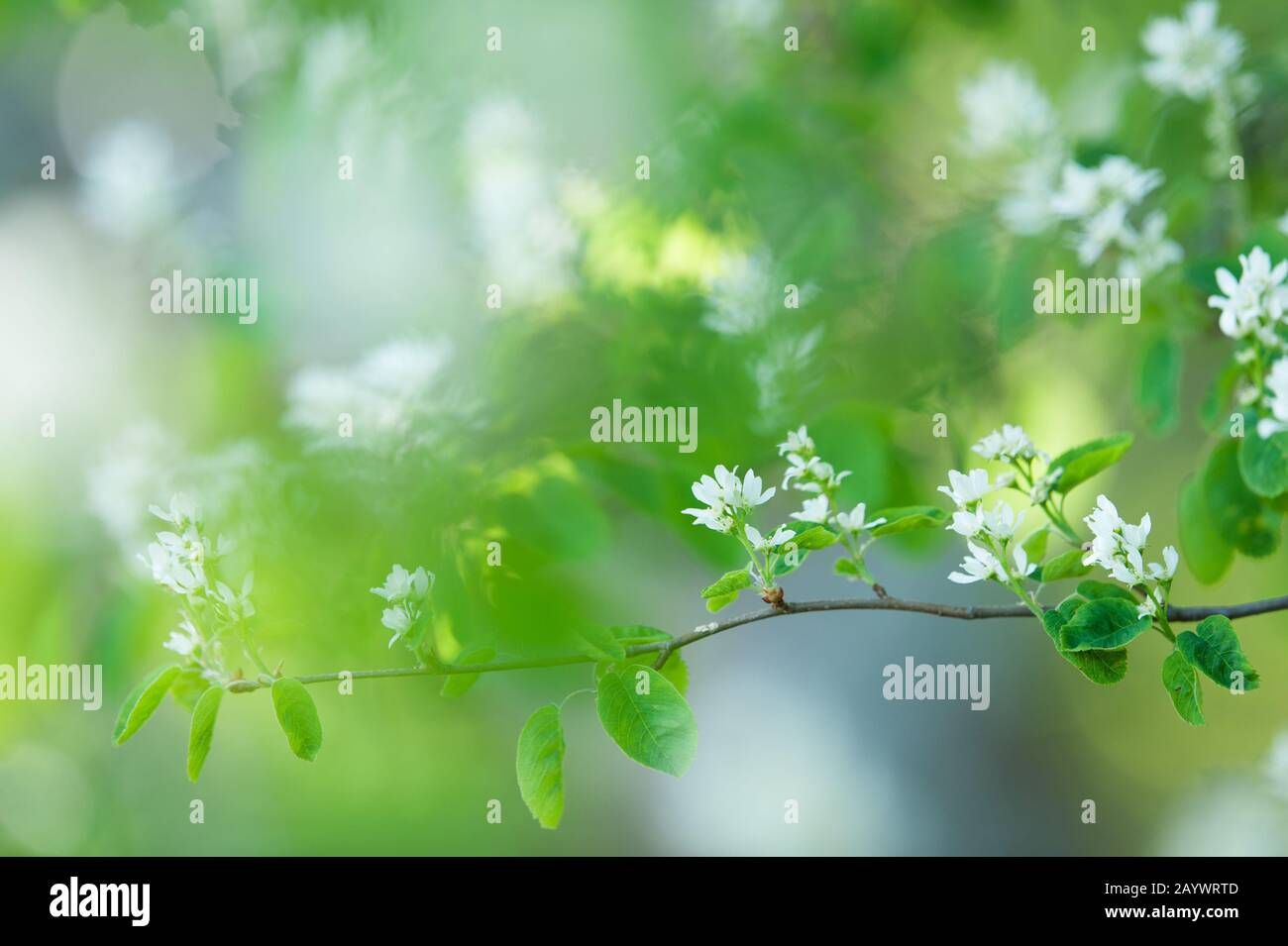 White spring flowers. Flowering Serviceberry (Amelanchier alnifolia) Stock Photo