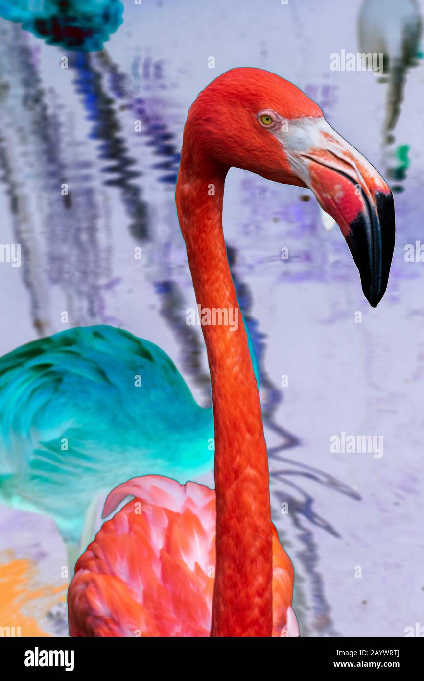 Colorful Flamingos Illustration, Exotic Bird Pastel, Decorative Graphic