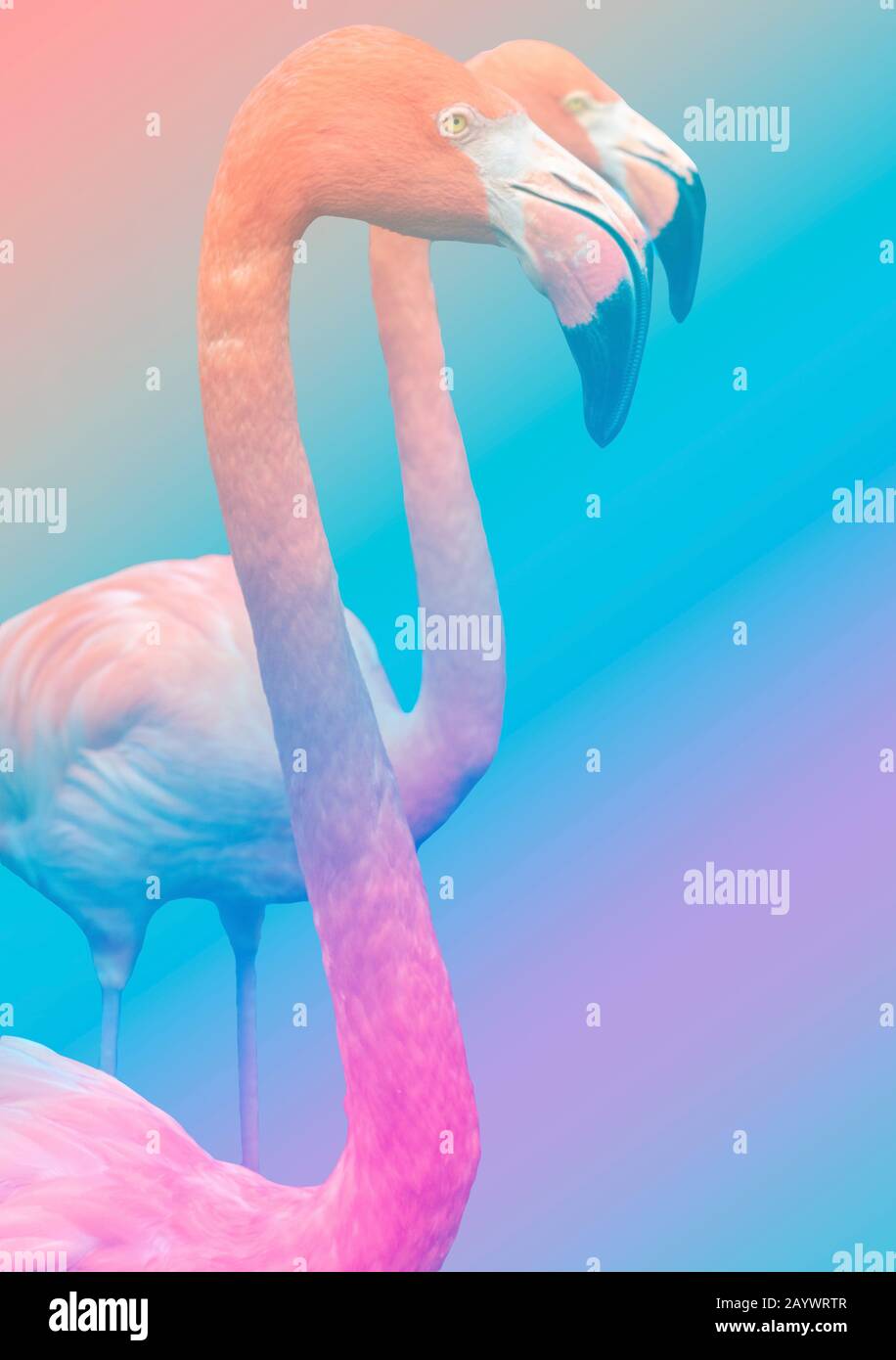 Colorful Flamingos Illustration, Exotic Bird Pastel, Decorative Graphic Design, Tropical Wildlife Background, Flamingo Wallpaper Stock Photo