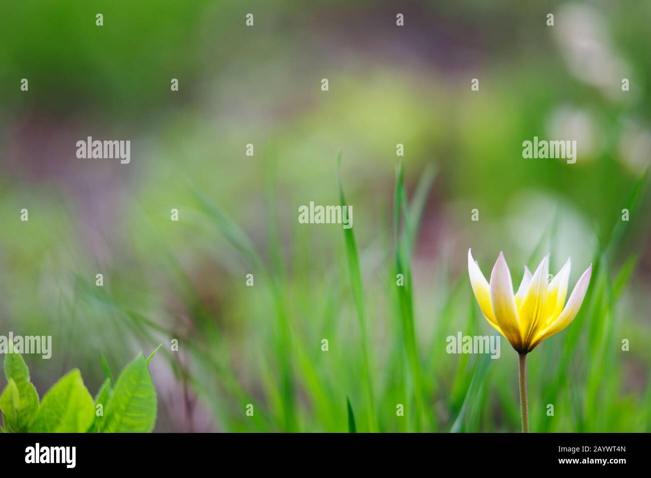 Tarda tulip, Botanical tulip in springtime Stock Photo