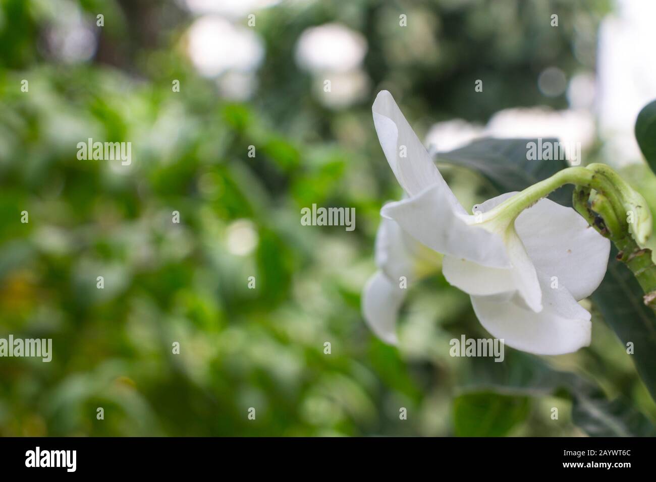 Tahiti tropical flower hi-res stock photography and images - Alamy