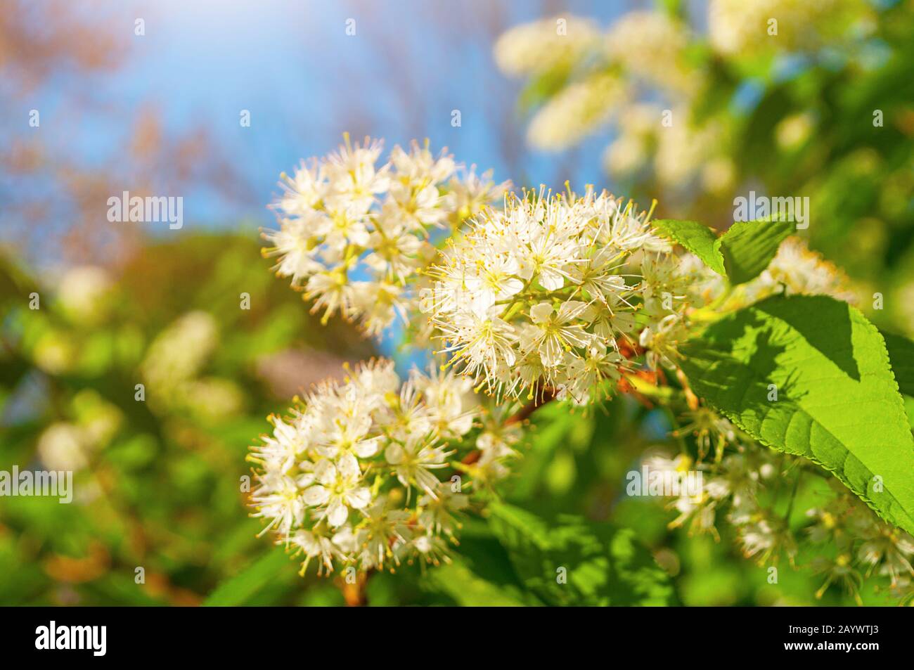 Spring flowers. White flowers of blooming bird cherry tree - in Latin Prunus maackii, also Padus maackii. Selective focus at the central flowers Stock Photo