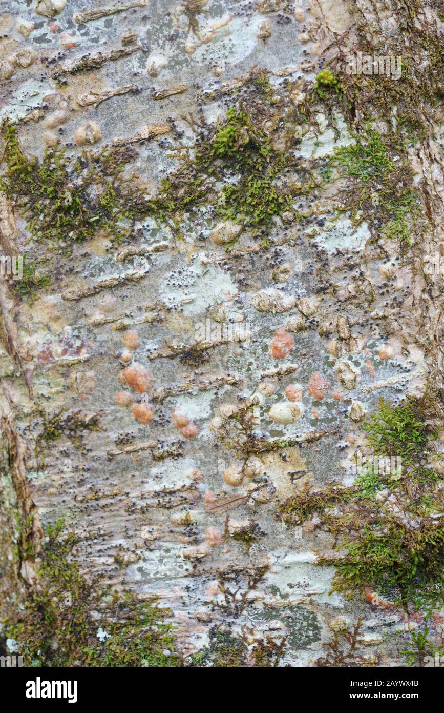 Closeup detail of Alder tree bark, Alnus glutinosa, Wales, UK Stock Photo